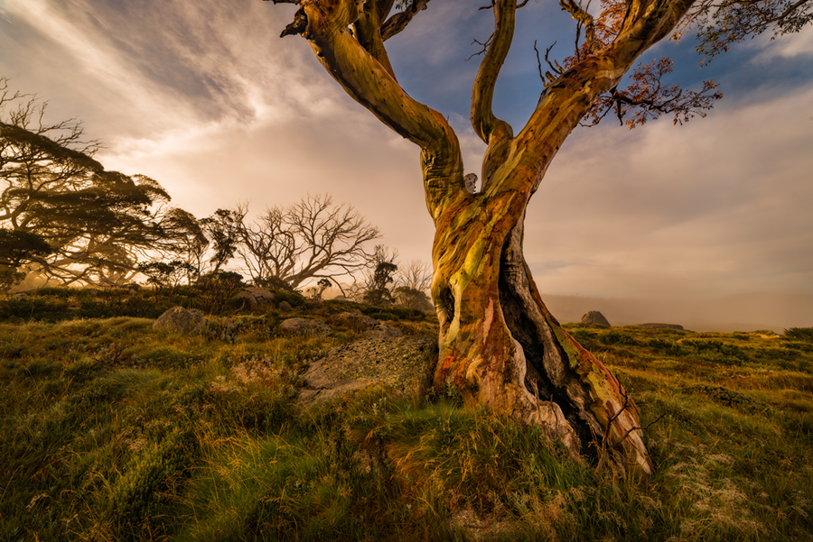 Snowgum_Colours900.jpg